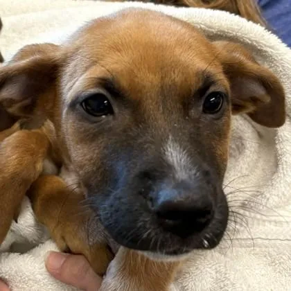 A baby small-sized female Black Mouth Cur dog named Morena for adoption in Voorhees, NJ