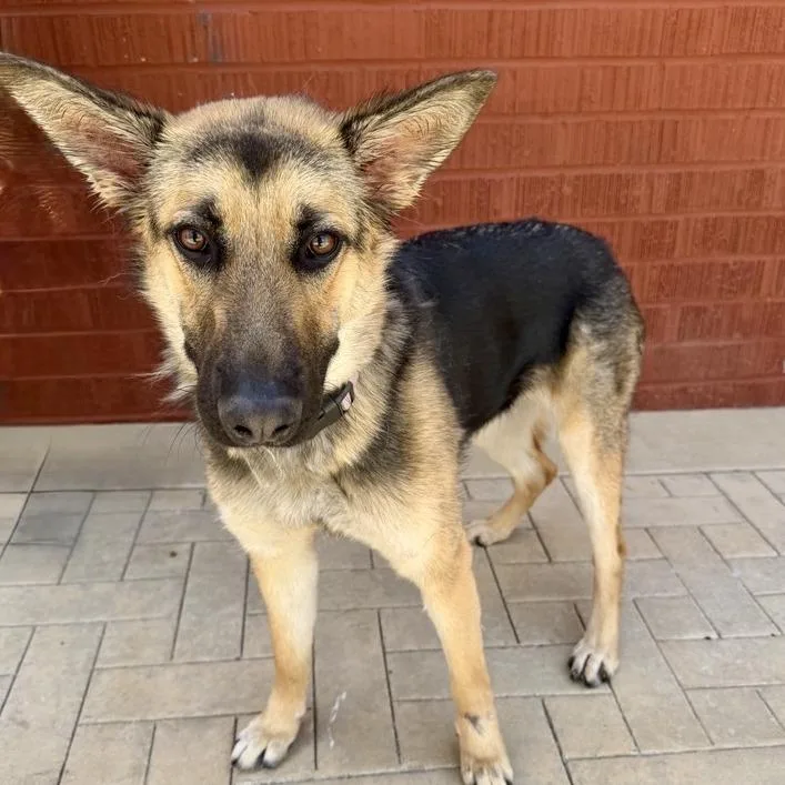 A young large-sized female German Shepherd Dog dog named Patella for adoption in Los Angeles, CA