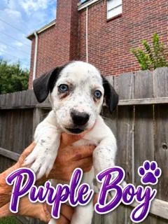 A baby medium-sized male Terrier dog named Purple for adoption in Spring, TX