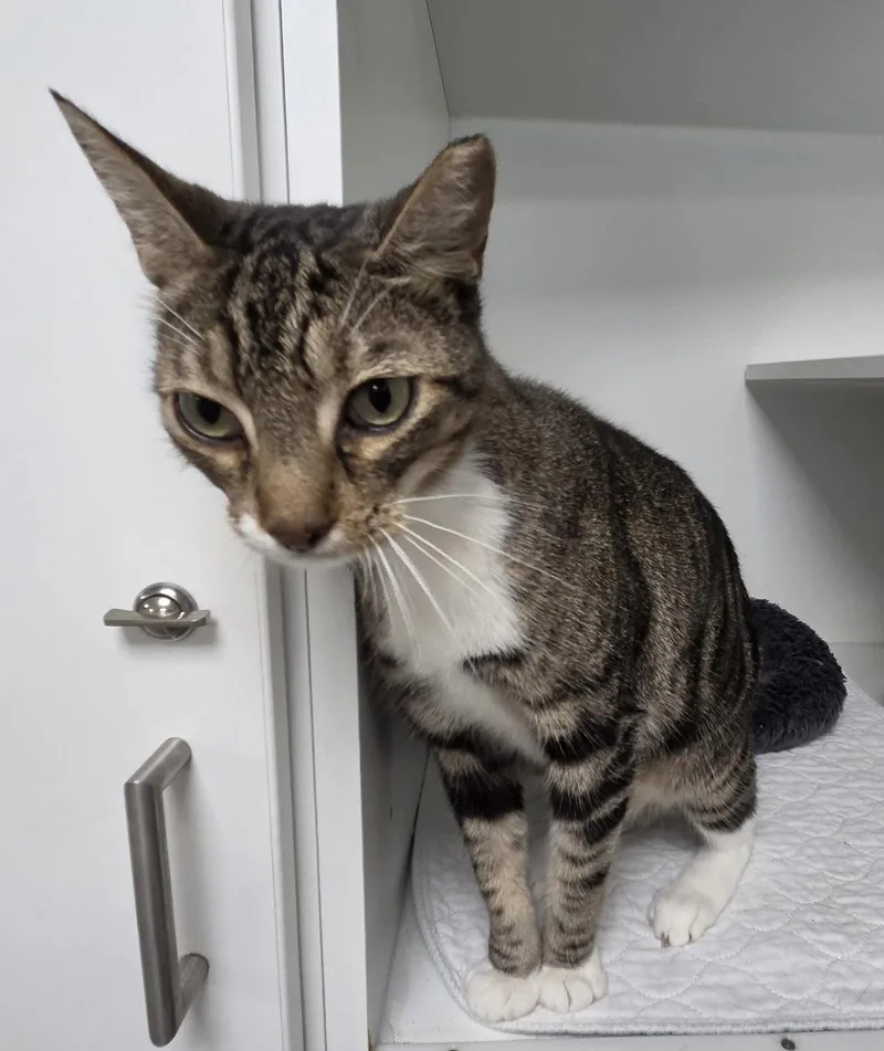 A young medium-sized male Domestic Short Hair cat named Smallville for adoption in Satellite Beach, FL