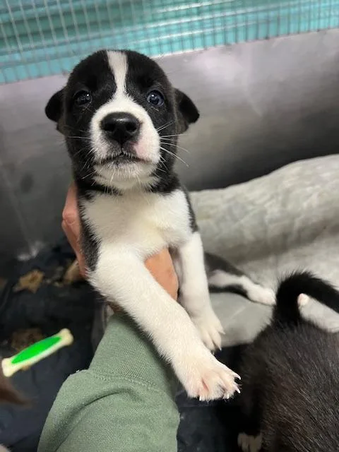 A baby small-sized female Australian Cattle Dog / Blue Heeler dog named Wednesday for adoption in Chickamauga , GA