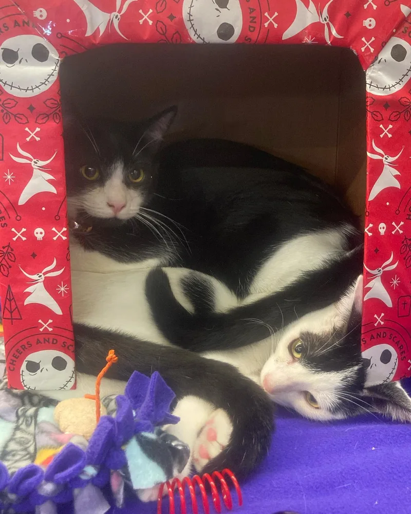 Bruce Wayne thumbnail 2