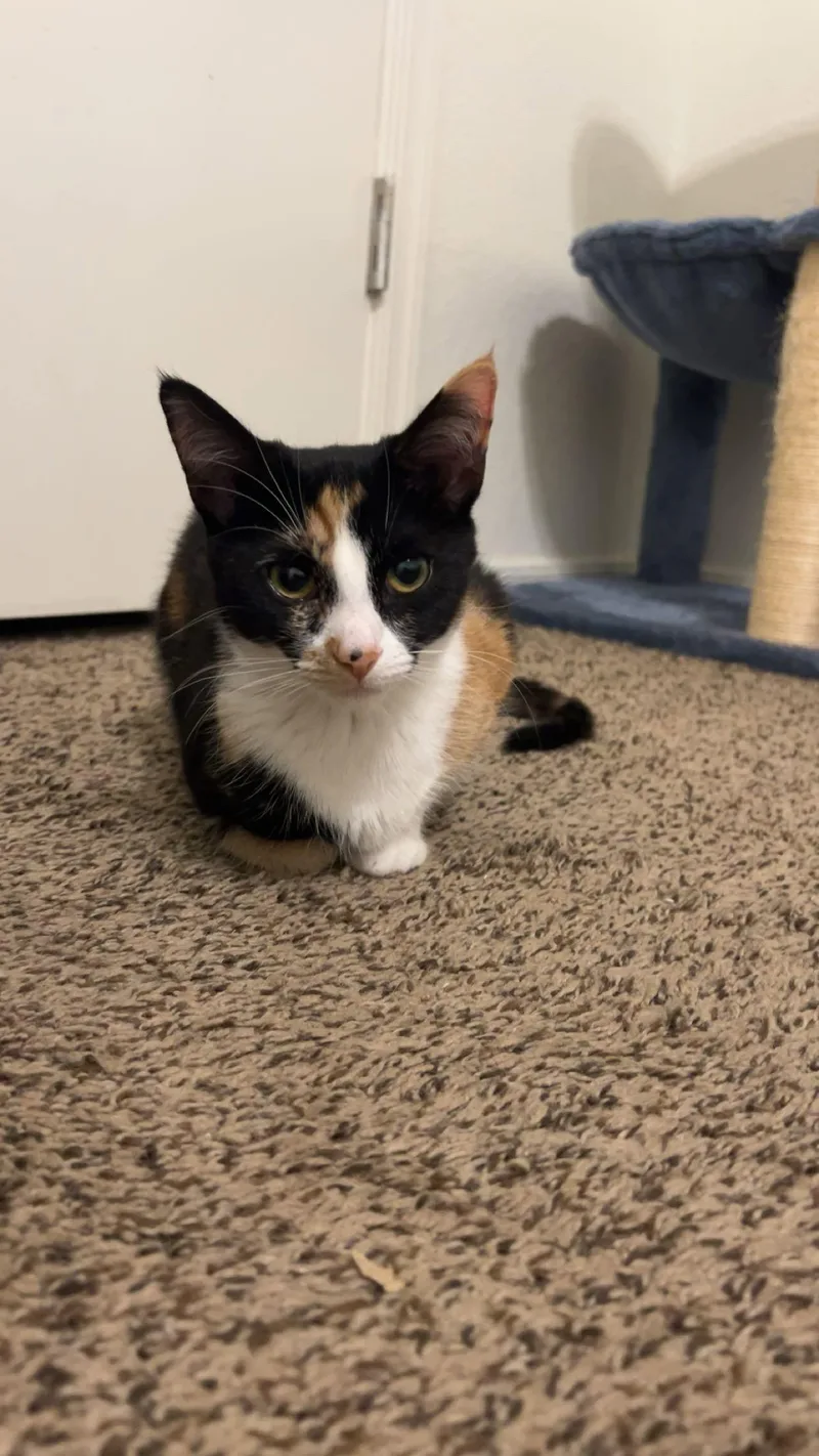A young medium-sized female Domestic Short Hair cat named Poppy for adoption in Glendale, AZ