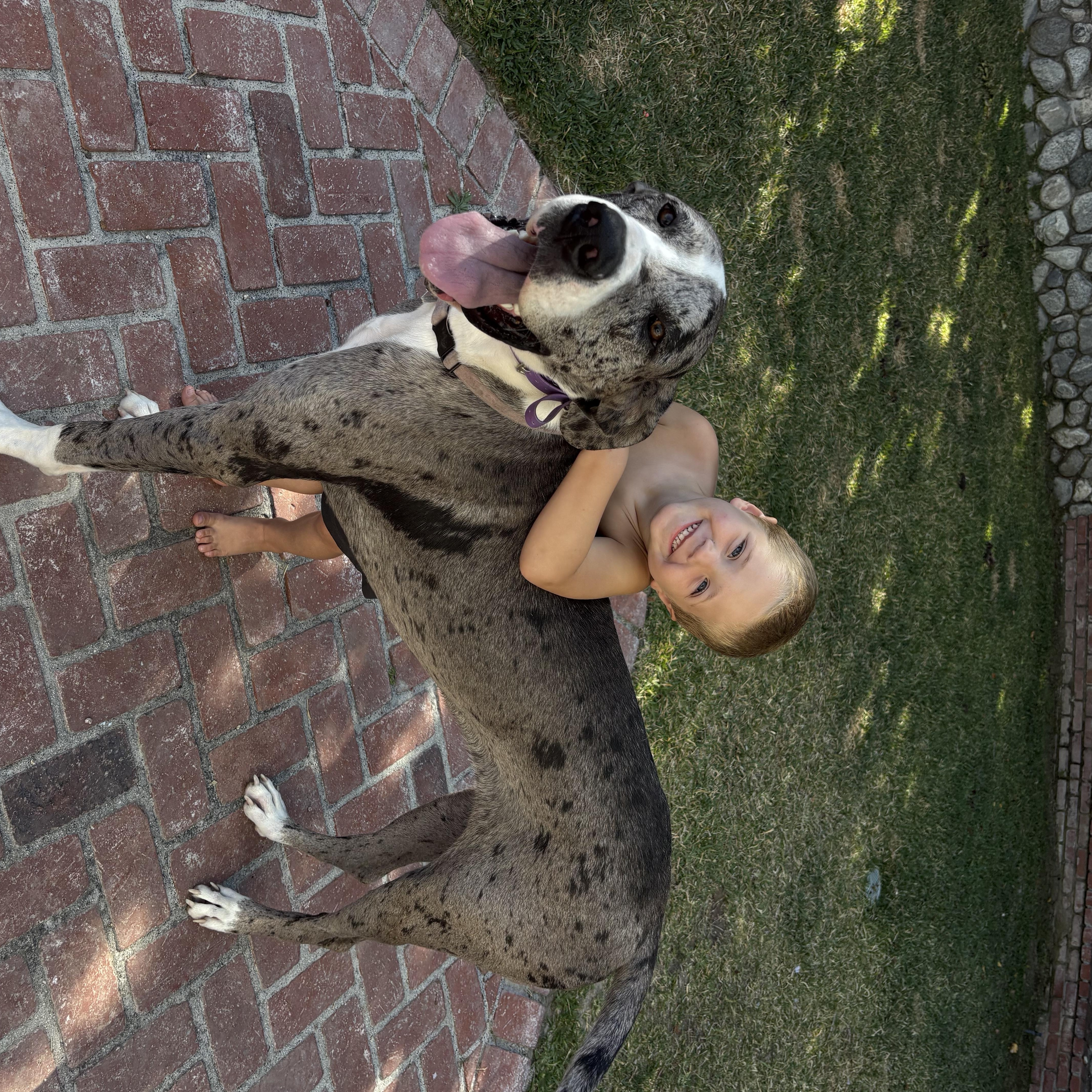 A young large-sized female Merle (Blue) Great Dane dog named Pippy for adoption in Long Beach, CA