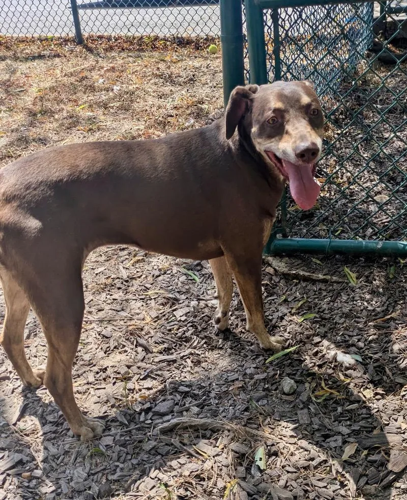 An adult large-sized female Labrador Retriever dog named Lady Sherlock for adoption in Little Rock, AR