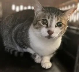 An adult medium-sized female Domestic Short Hair cat named Minty for adoption in Brenham, TX