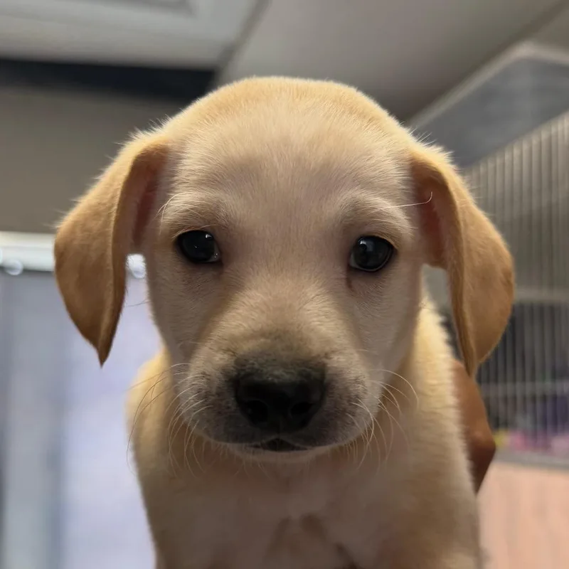 A baby small-sized male Chihuahua dog named Sourdough for adoption in San Pablo, CA