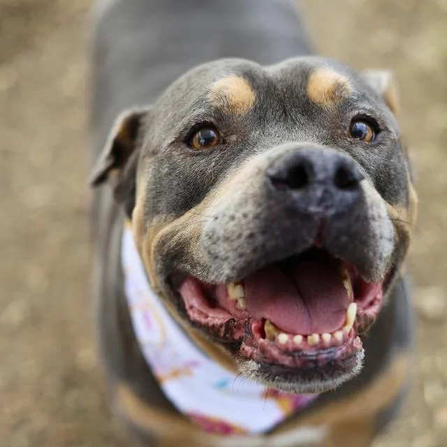 An adult large-sized male Staffordshire Bull Terrier dog named Ammo for adoption in San Antonio, TX