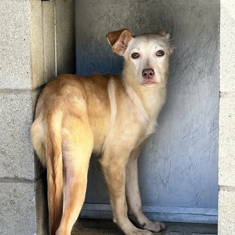 A young medium-sized female Yellow / Tan / Blond / Fawn Labrador Retriever dog named Leia for adoption in Bristol, IN