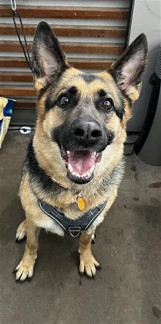 An adult large-sized female Mixed Breed dog named Artie for adoption in Dallas, TX