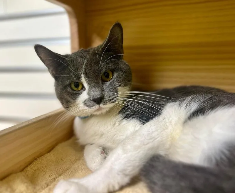 An adult medium-sized male Gray & White Domestic Short Hair cat named Palmer for adoption in New Philadelphia, OH