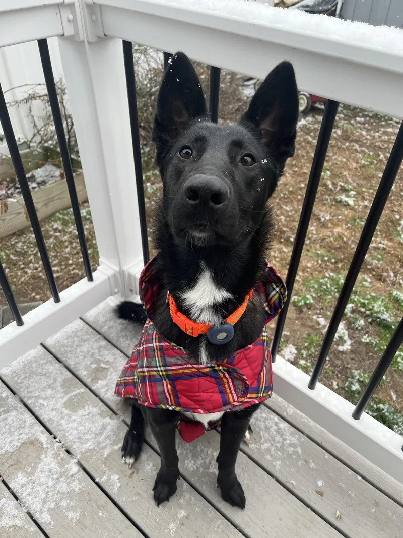 A young large-sized male Black Belgian Shepherd / Malinois dog named Cash for adoption in Medford, NJ