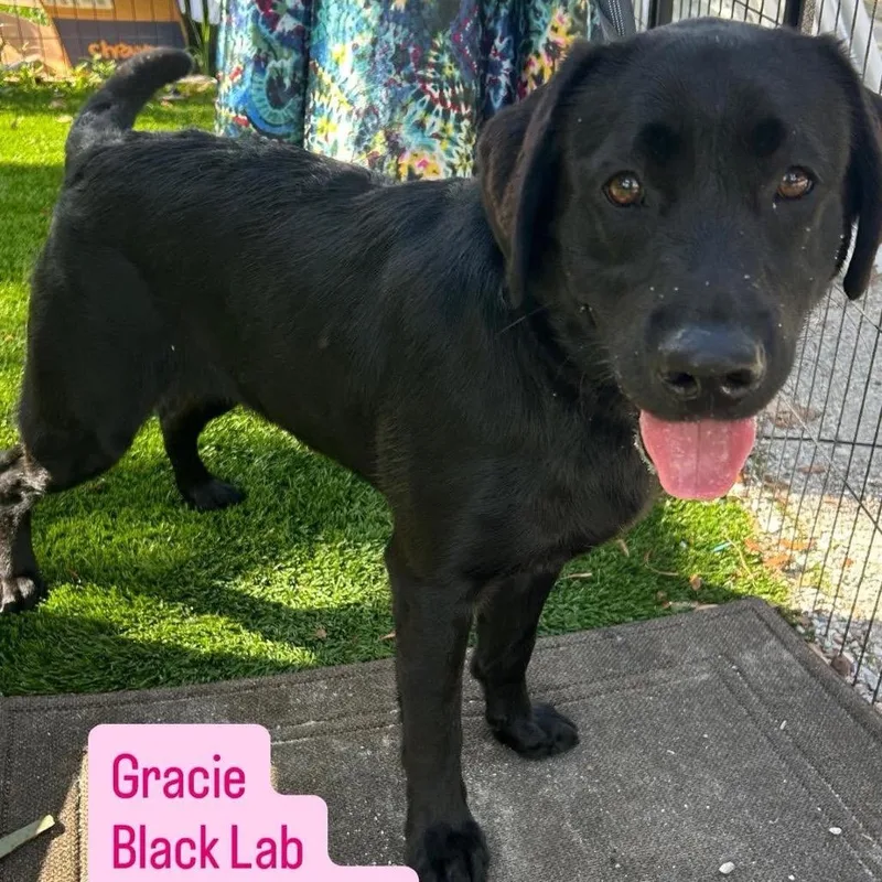 A young medium-sized female Black Labrador Retriever dog named Gracie for adoption in Tampa, FL