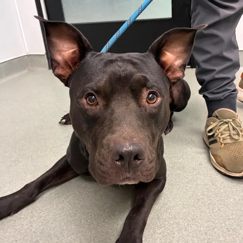 An adult medium-sized male Black Staffordshire Bull Terrier dog named Drake for adoption in Abilene, TX