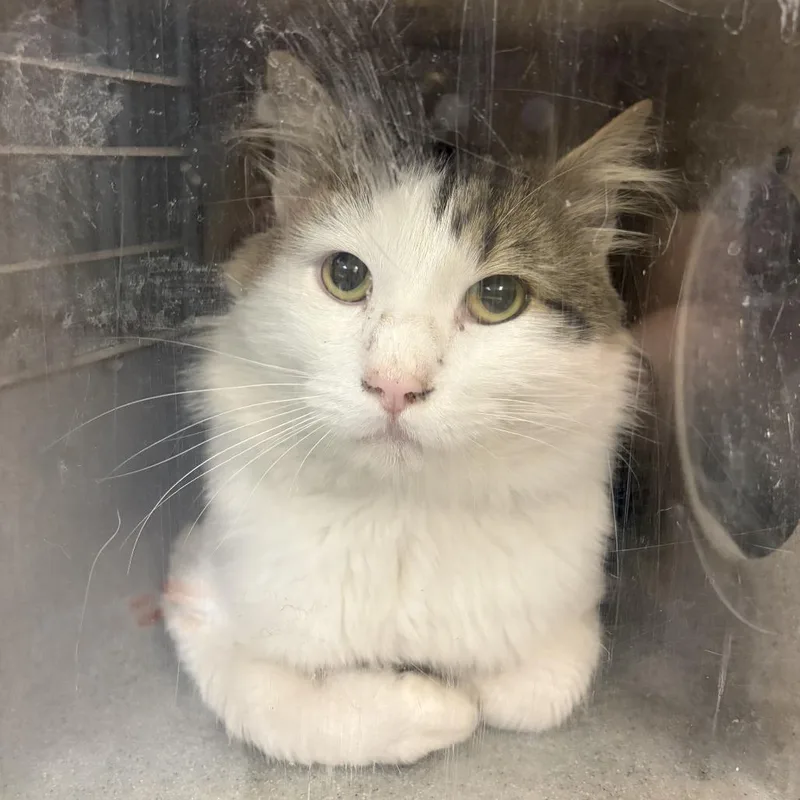 An adult large-sized male Brown / Chocolate Domestic Medium Hair cat named Unknown for adoption in Tacoma, WA