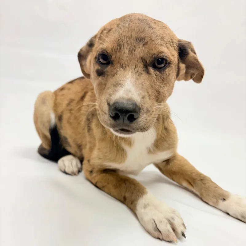 A baby small-sized female Yellow / Tan / Blond / Fawn Australian Cattle Dog / Blue Heeler dog named Nola for adoption in Parker, CO