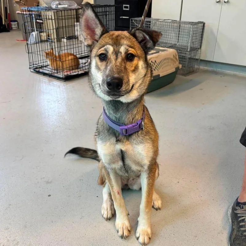 A young medium-sized female Yellow / Tan / Blond / Fawn Mixed Breed dog named Winona Stray Hold for adoption in Huntington, WV