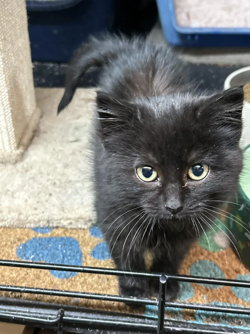 Freya