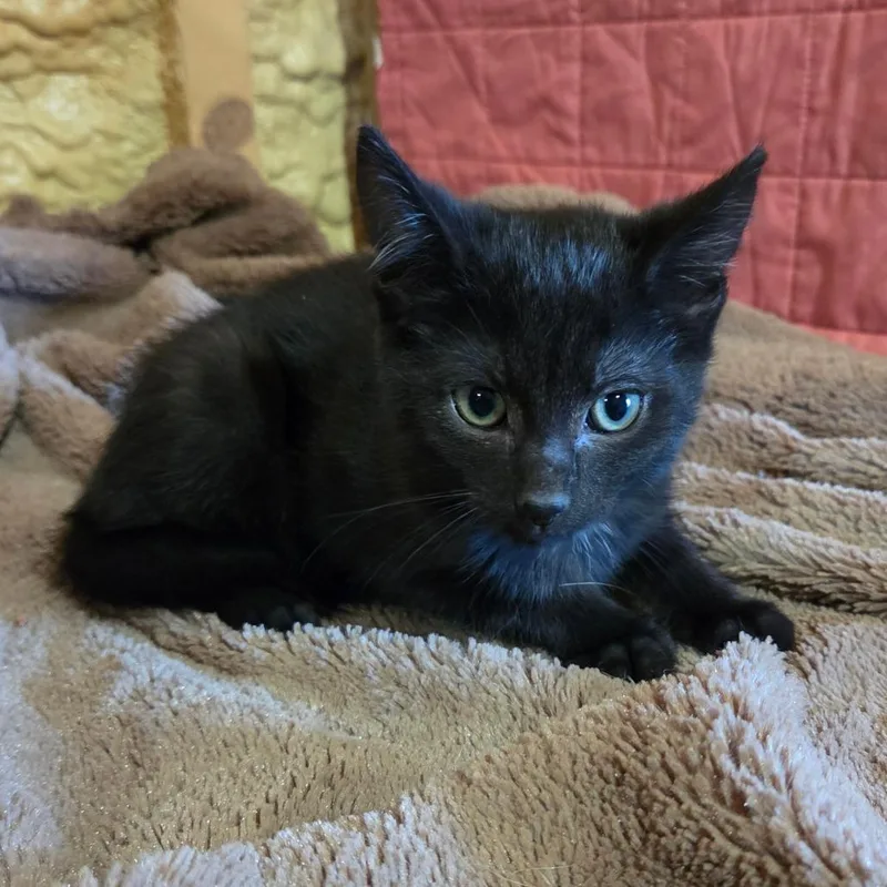 A baby small-sized male Black Domestic Short Hair cat named Bolt for adoption in Park Falls, WI