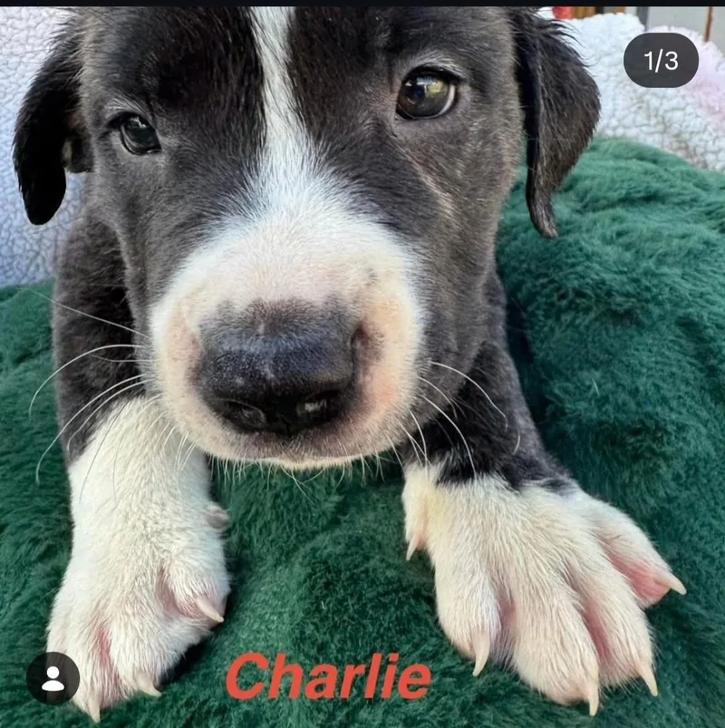 Charlie