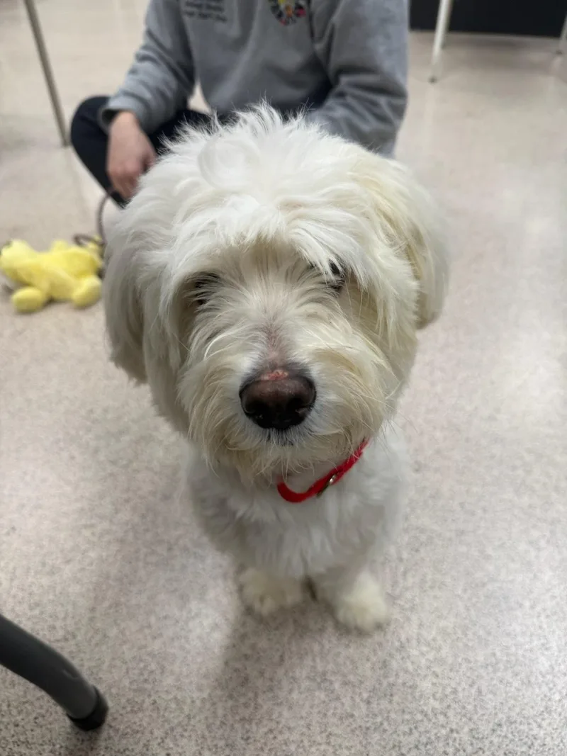 An adult small-sized male Havanese dog named Giallo for adoption in Teterboro, NJ