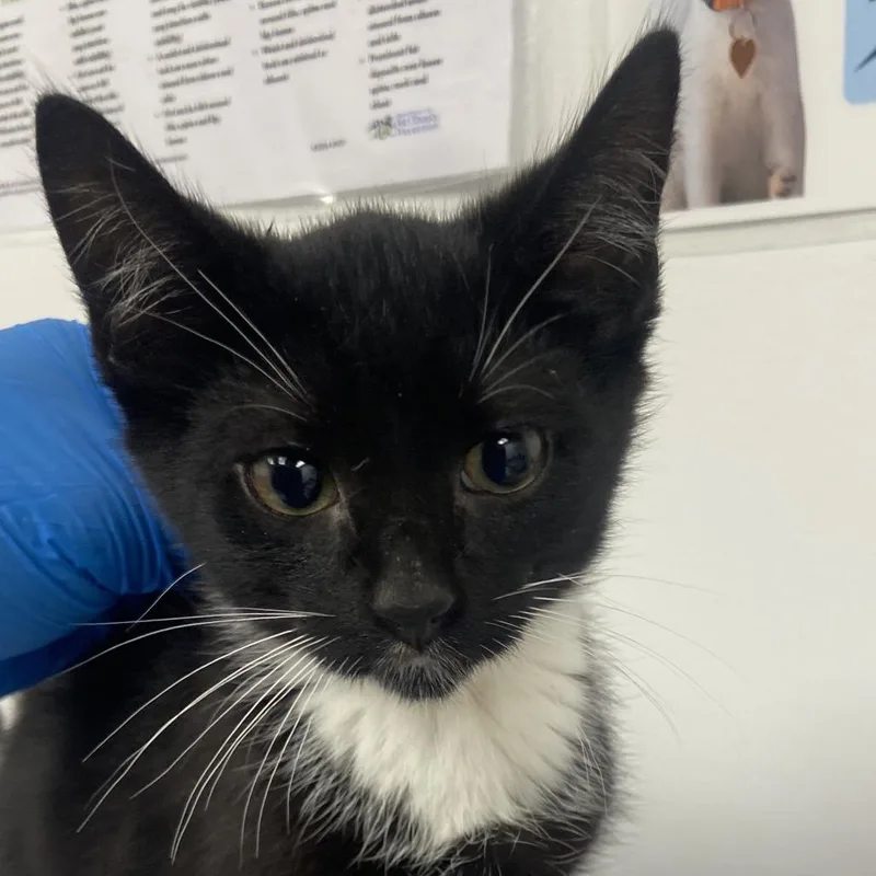 A baby small-sized male Black Domestic Short Hair cat named Ariel for adoption in Allentown, PA