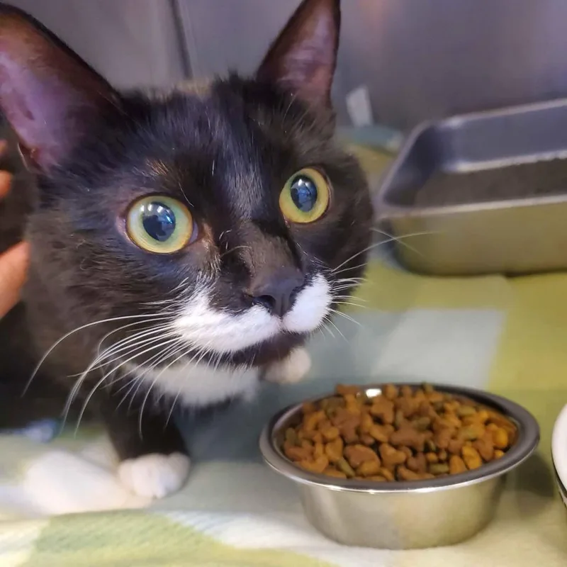 An adult medium-sized female Black Domestic Short Hair cat named Soxie for adoption in Gloucester, VA