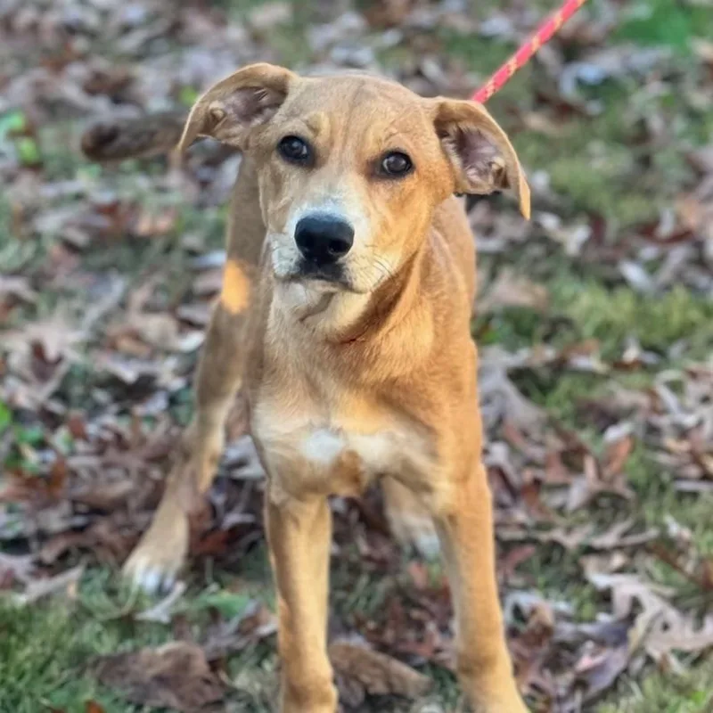 A baby medium-sized female Catahoula Leopard Dog dog named Sally Lower Fee for adoption in Locust Fork, AL