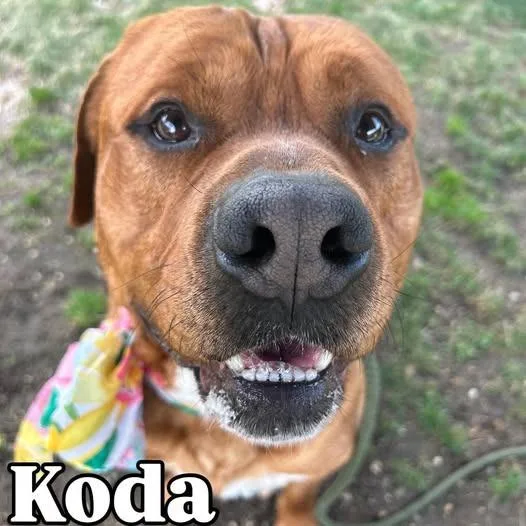 Koda