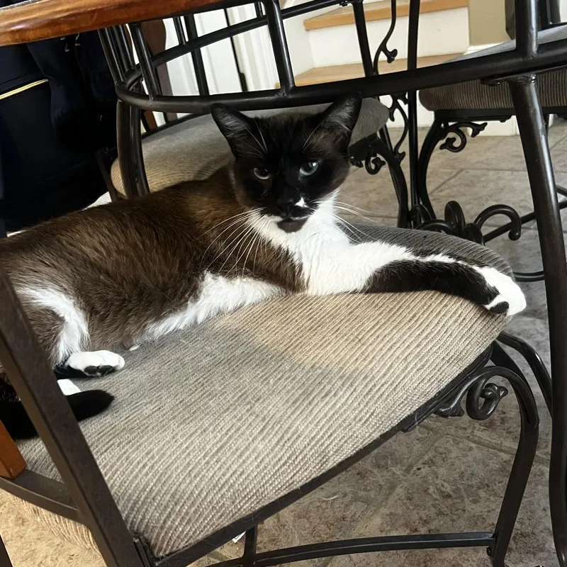 An adult medium-sized female Siamese cat named Cardi for adoption in Lake Jackson, TX