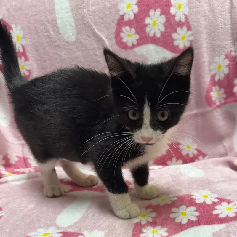 A baby small-sized female Black Domestic Short Hair cat named Sookie for adoption in Kittanning, PA