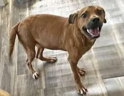 A young medium-sized male Red / Chestnut / Orange Terrier dog named Chris for adoption in Sudbury, MA