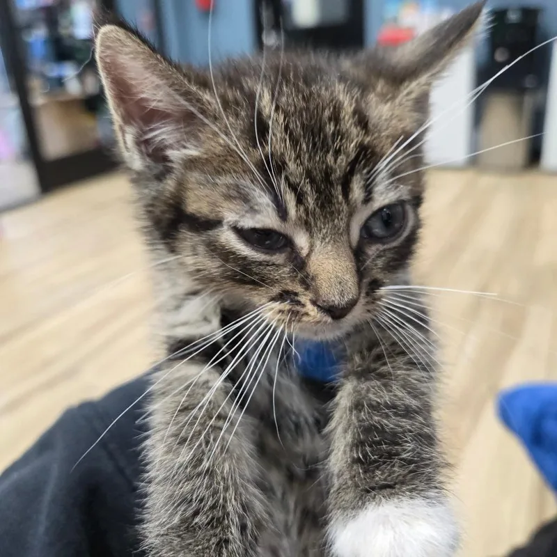 A baby small-sized male Brown / Chocolate Domestic Short Hair cat named Popped for adoption in Newark, NJ