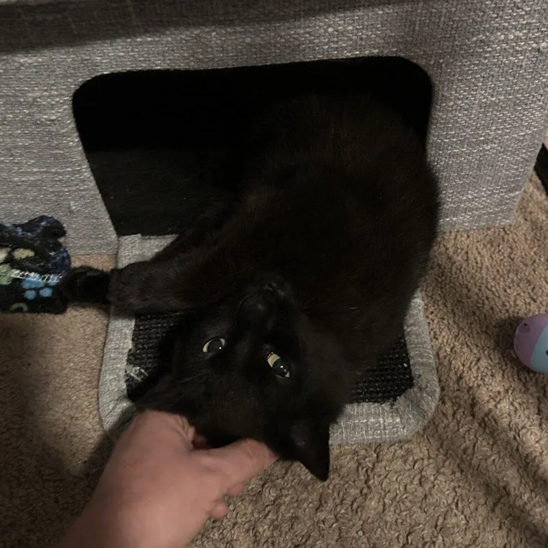 A young medium-sized female Domestic Short Hair cat named Flower for adoption in Honeoye, NY