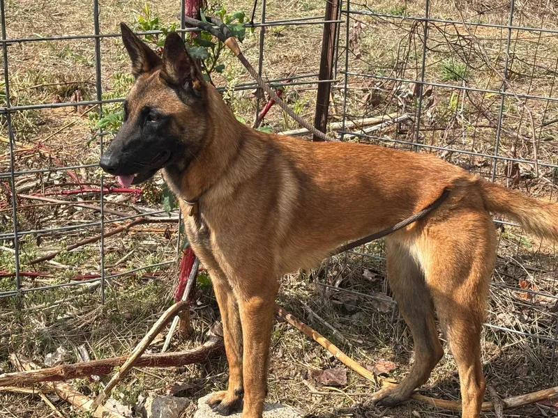An adult medium-sized female Red / Chestnut / Orange Belgian Shepherd / Malinois dog named Baily for adoption in Rockdale, TX