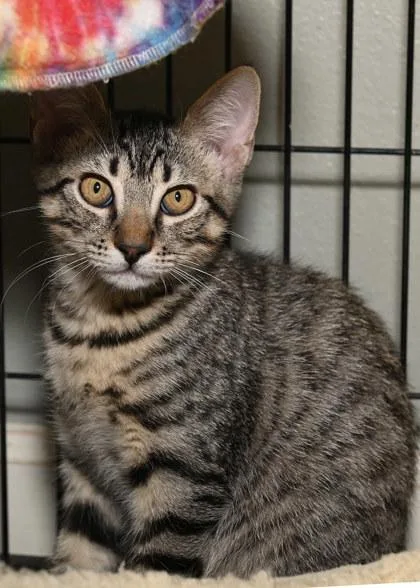 A young small-sized female Domestic Short Hair cat named Squiggly for adoption in Baton Rouge, LA