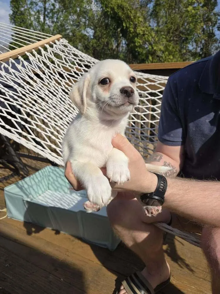 A baby medium-sized male Terrier dog named Muffin for adoption in Willingboro, NJ
