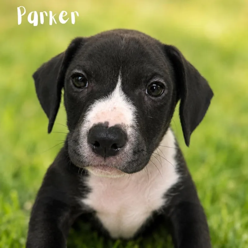A baby medium-sized male Pit Bull Terrier dog named Parker for adoption in Saint Petersburg, FL