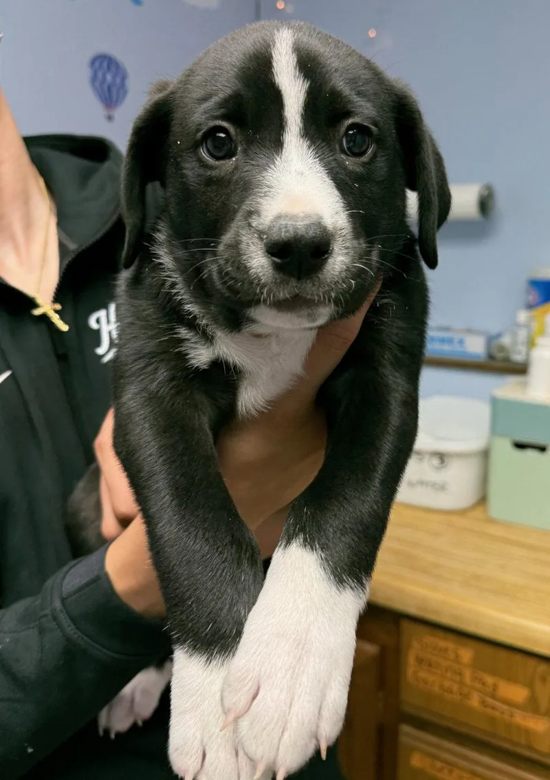A baby medium-sized male Labrador Retriever dog named Judo for adoption in GILBERTS, IL