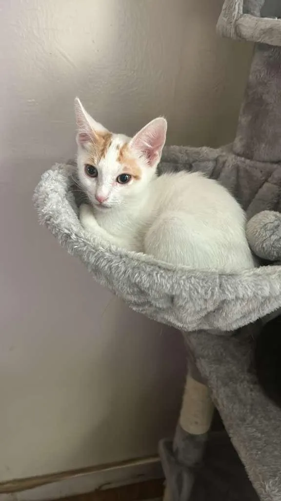 A baby small-sized male Orange & White Domestic Short Hair cat named Bijou for adoption in Santa Ana, CA