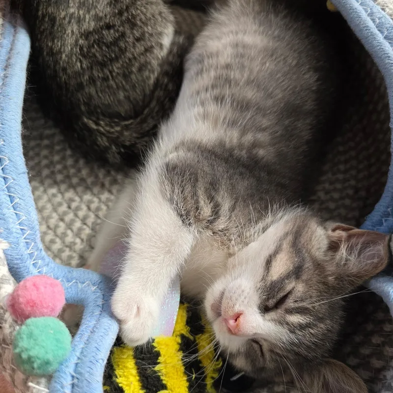 A baby medium-sized male Gray / Blue / Silver Domestic Short Hair cat named Tallahassee for adoption in Sauk City, WI