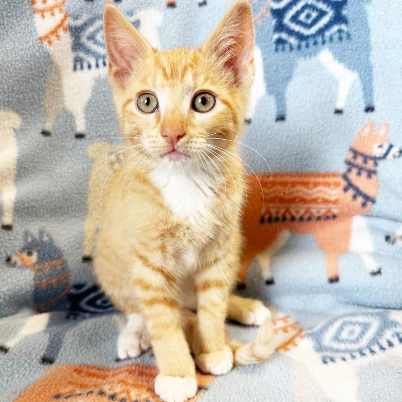 A baby small-sized male Orange / Red Domestic Short Hair cat named Bourbon for adoption in Mount Juliet, TN