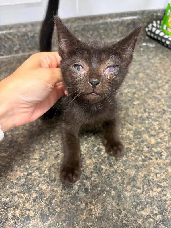 A baby small-sized male Domestic Short Hair cat named Lumberjack for adoption in Morristown, TN