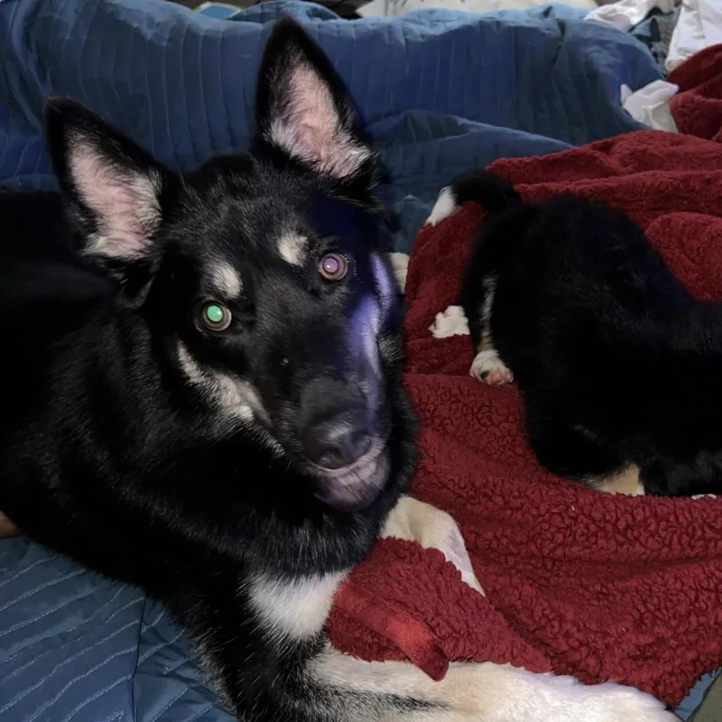 An adult large-sized male Siberian Husky dog named Wolverine for adoption in Greensboro, NC