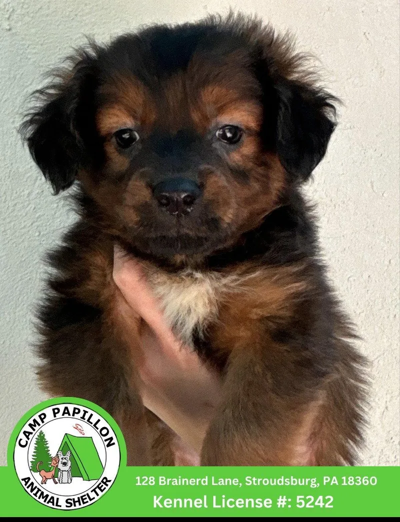 A baby medium-sized female Bernese Mountain Dog dog named Holley for adoption in Stroudsburg, PA