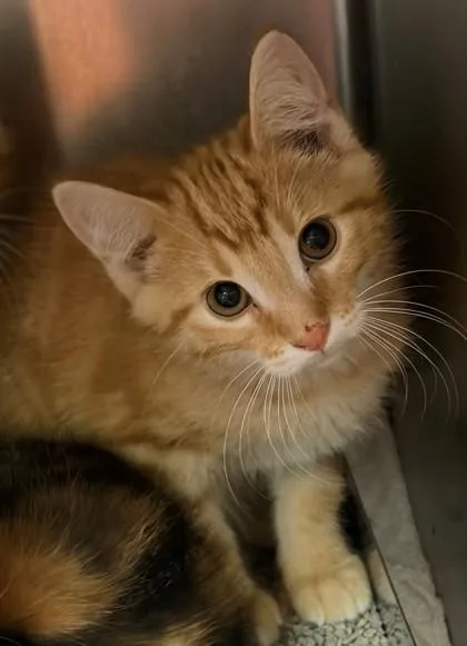 A baby small-sized male Domestic Short Hair cat named Dorito for adoption in Baraboo, WI