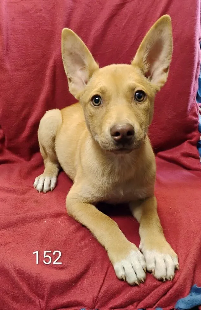A baby medium-sized female Husky dog named Diana for adoption in New Lexington, OH