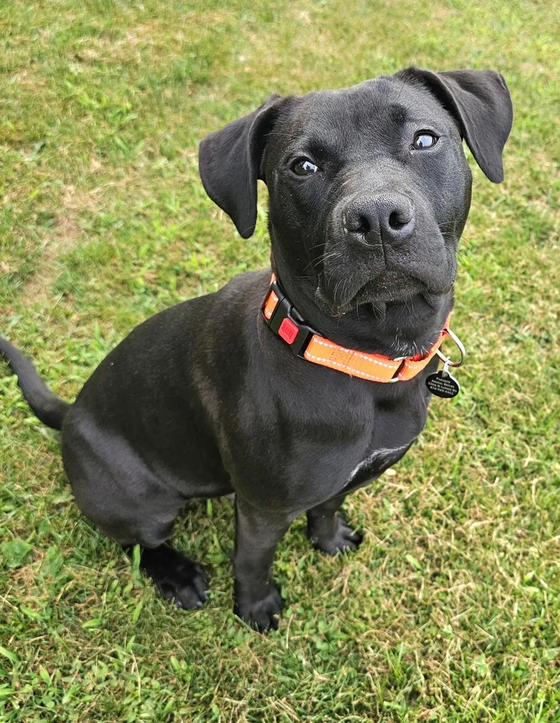 A baby medium-sized male Black Labrador Retriever dog named Koala for adoption in Lapeer, MI