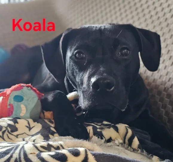 Koala thumbnail 5