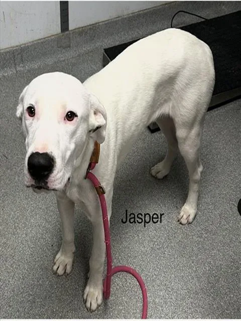 A young medium-sized male Dogo Argentino dog named Jasper for adoption in Lincolnton, NC